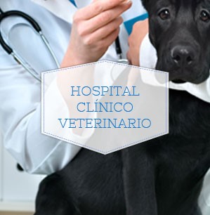 Hospital Clínico Veterinario