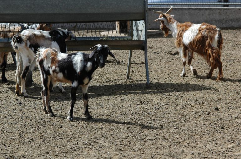 Cabras Facultad Veterinaria